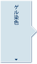 ゲル染色