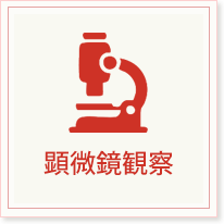 顕微鏡観察