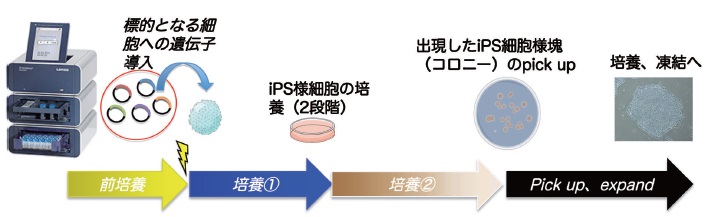 ヒトips細胞樹立サービス 和研薬株式会社 受託オンライン Wakenyaku Co Ltd Commissioned Research Online