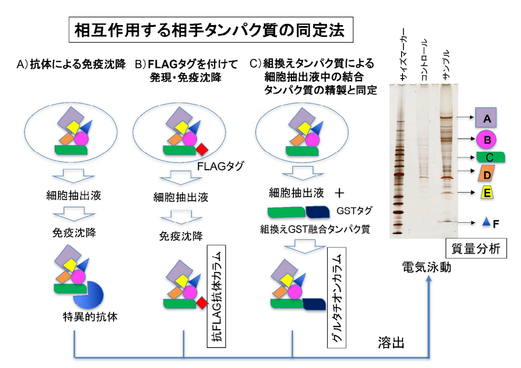 「相互作用タンパク質の同定」受託サービス 和研薬株式会社 受託オンライン