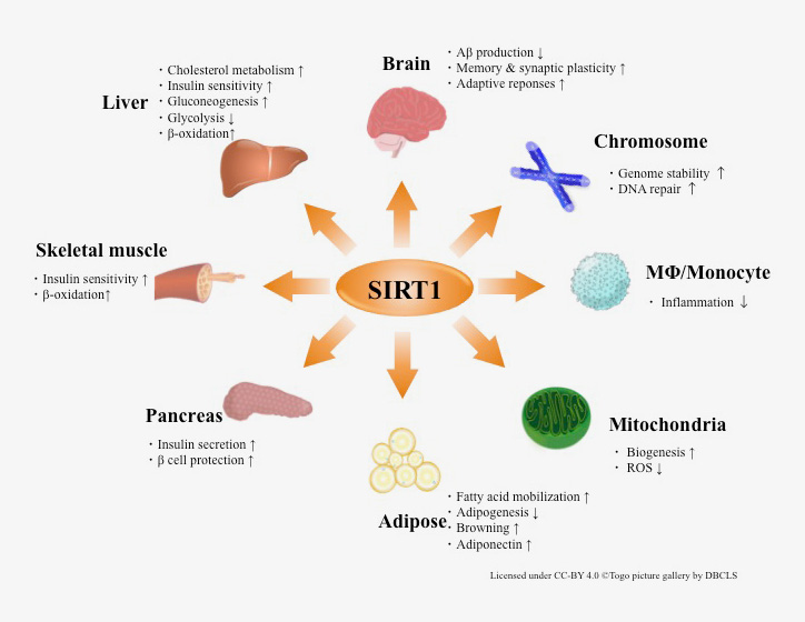 抗老化マーカー SIRT測定サービス | 和研薬株式会社 受託オンライン