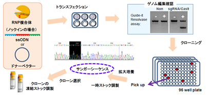 Ips ヒトes Hes 細胞作製 分化 和研薬株式会社 受託オンライン Wakenyaku Co Ltd Commissioned Research Online