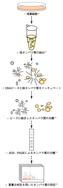 Dna結合タンパク質の網羅的解析受託サービス 和研薬株式会社 受託オンライン