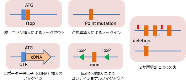 CRISPR/Cas9による遺伝子改変マウス作製受託サービス | 和研薬株式会社 受託オンライン