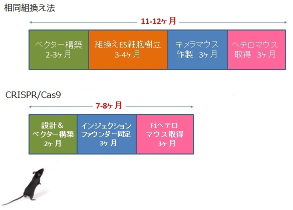 CRISPR/Cas9による遺伝子改変マウス作製受託サービス | 和研薬株式会社 受託オンライン