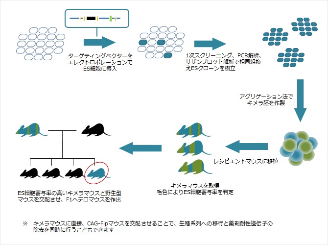 コンディショナルノックアウトマウス作製受託サービス 和研薬株式会社 受託オンライン Wakenyaku Co Ltd Commissioned Research Online