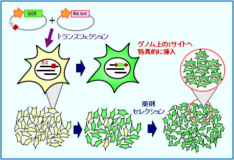 Jump In細胞構築 和研薬株式会社 受託オンライン Wakenyaku Co Ltd Commissioned Research Online